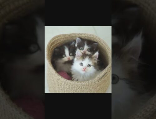 Cute kittens in a basket #shots