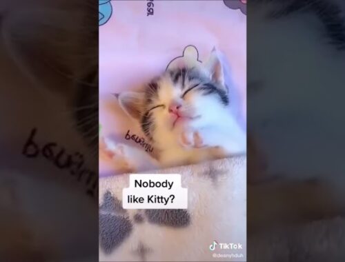 Baby Cats cute kittens cute cat videos #shorts
