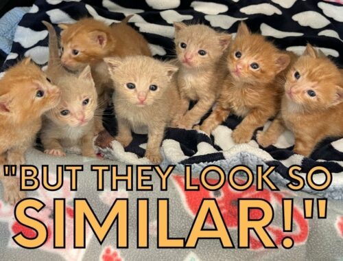 7 Orange Foster Kittens -- My Silly Method for Telling Who's Who!