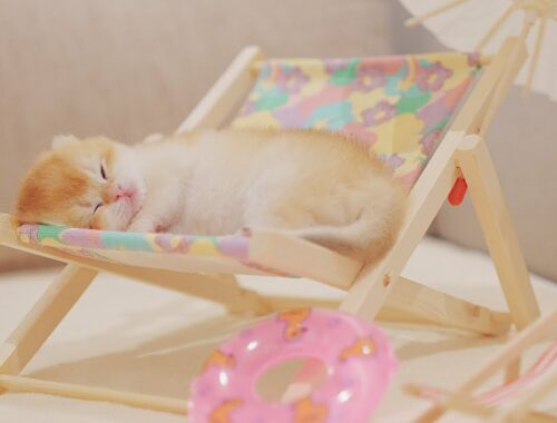 I Sneaked the Sleeping Kitten to the Mini Beach Chair - Golden Kittens