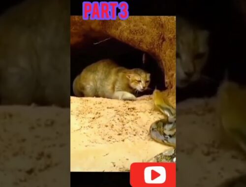 Cat protect her kittens from phyton Snake attack/ Part 2
