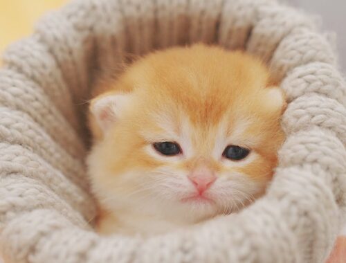 Baby Kittens Hiding in My Winter Hat - Golden Kittens