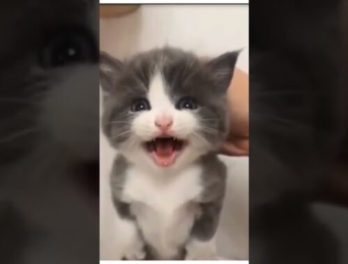 cute kitten  meowing#angry kitten#cute cat#kittens#cute animals#cute kittens#Kittens#cute cats
