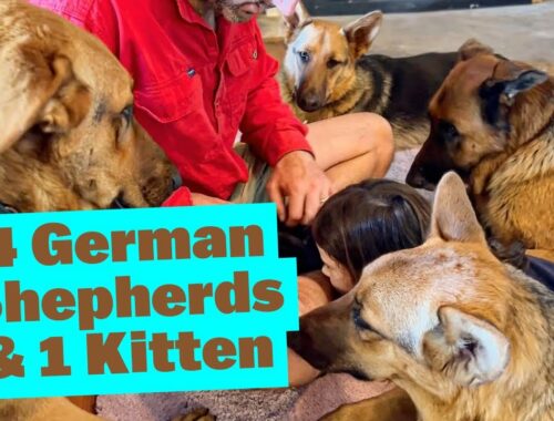4 German Shepherds Introduced to Kitten