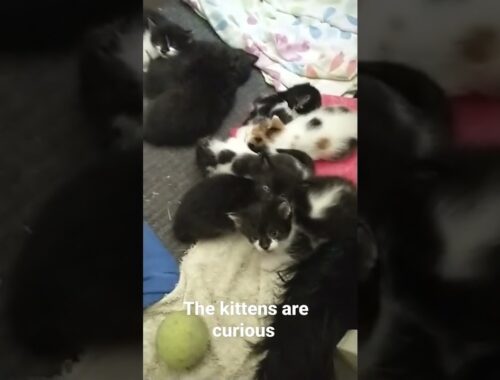 curious kittens