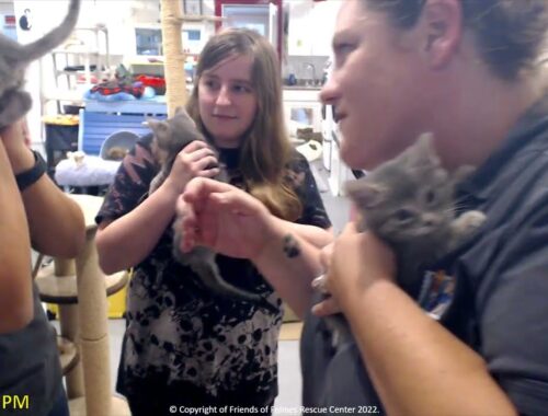 Megan Introduces 5 New Kittens 07-23-2022 ...  Friends of Felines Rescue Center (FFRC)