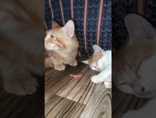 #kittens #cats #playing #cute #meow #funny #fighting #shorts