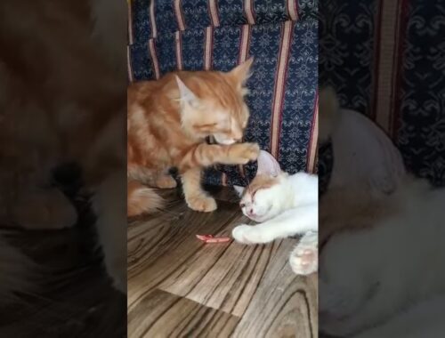 #kittens #cats #playing #cute #meow #funny #fighting #shorts