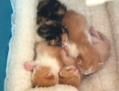 Rescue 4 kittens from inside the wall of a home being demolished