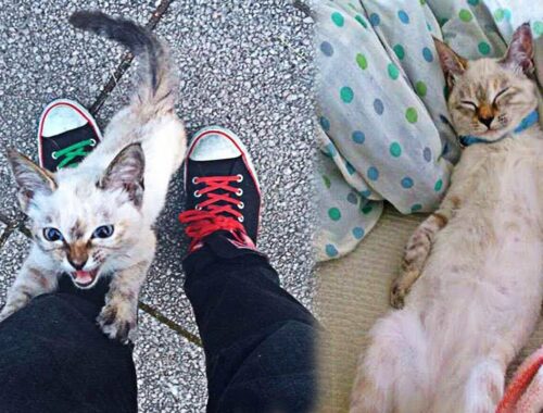 Stray Kitten Chooses His Human In A Park, Wouldn’t Let Him Go