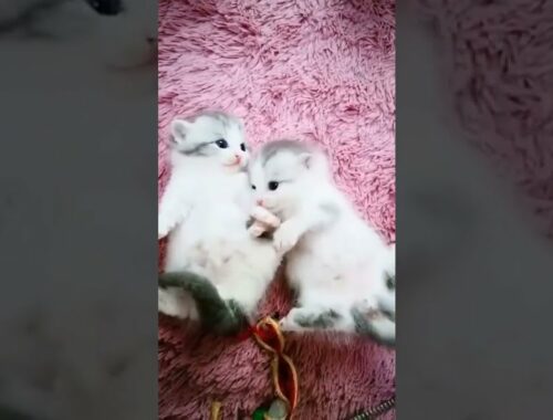 Two Adorable Kittens - White Kittens playing and relaxing #cute #kittens #cats #pets #animals
