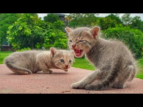 Super cute kittens looking for mother cat