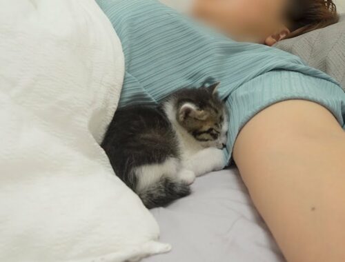 What Do Kittens Do When They Like Their Owner?