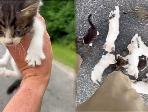 Man Stopped To Rescue Stray Kitten But Was Attacked By 13 Kittens