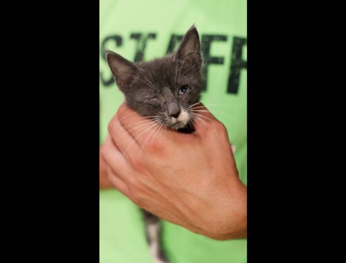 Rescue Kittens || Kitten Cage