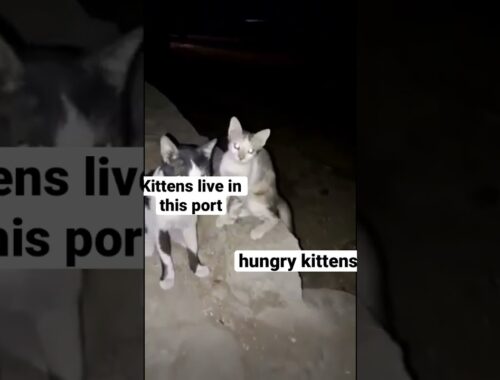 Homeless kittens live in this port area#catsvlog #shorts