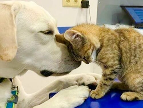 Dog's Friendship With Their Kitten Is The Purest Thing Ever - CATS AND DOGS Awesome Friendship