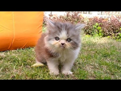 Fluffy Kittens Are Wobbling And Walking So Cute
