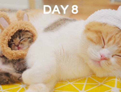 Baby Kitten Wearing a Tiny Hat - Day 8 @ Baby Kittens Day 1 to Day 100 Lucky Paws Vlogs