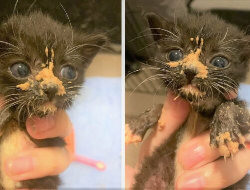Kittens found outside in a puddle, freezing cold, after mom cat had been chased off by a dog
