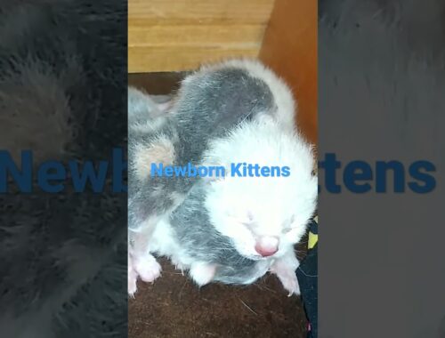 Newborn Kittens at Tennessee Exotic Pet Rescue!!!