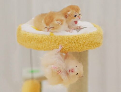 Hamster Escaped From The Hungry Kittens - Golden Kittens