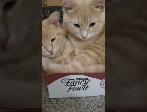 Kittens squeeze in box to cuddle