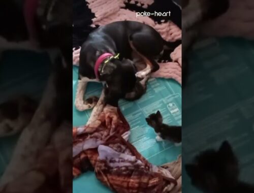 Dog Treats Rescued Kittens as Her Own Kids | Shorts