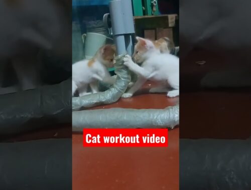 Viral Two kittens doing Morning workout | Cat workout video #shorts #cat #viral