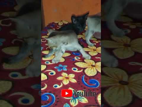 how cute are the kittens#viral#shotsvideo
