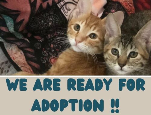 Kittens Rafa and Lola: Kittens ready for adoption #shorts
