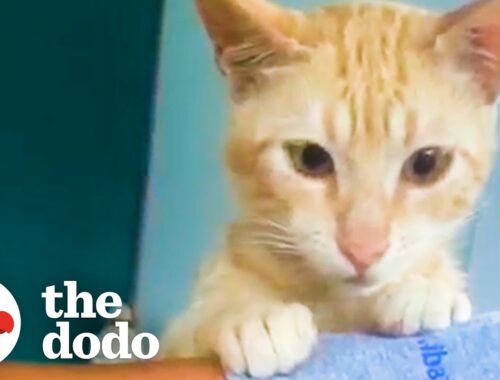 Stray Cat Follows Woman Home And Raises Her Rescue Kittens | The Dodo Soulmates