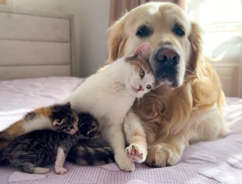 Mom Cat Shows Baby Kittens that Golden Retriever is Safe for Them