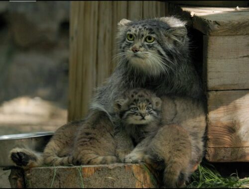 Six Pallas's cat kittens born at the Novosibirsk zoo!
