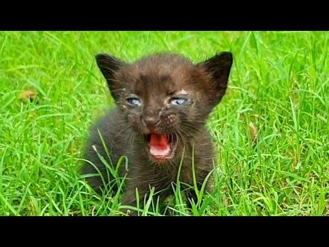 Homeless newborn kitten crying out loud for Mother cat