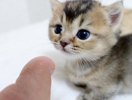Kitten Kiki checks the smell of the owner's toe after takes a bath