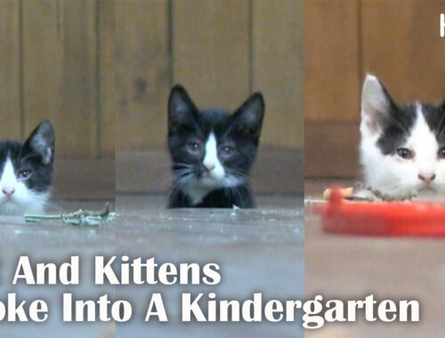 Kittens Popping Out From The Floor When The Night Falls?! l Kritter Klub