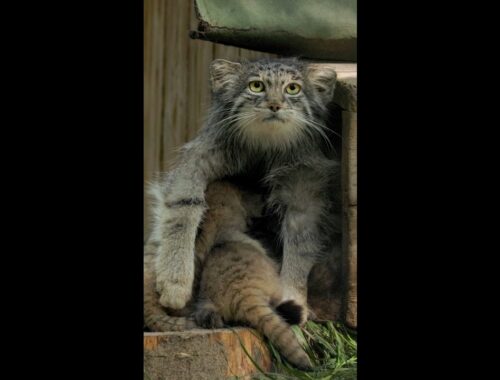 Six Pallas's cat kittens born in Novosibirsk zoo from a cat named Mia