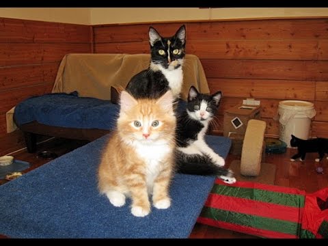 Nornie & Her Kittens - Vlog #20 More Adoption News