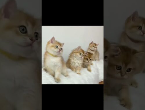 Cute kittens cute cats cute animal #shorts