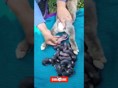 Unlimited kittens from a Cat #cat #kitten #cutecat #tiktok
