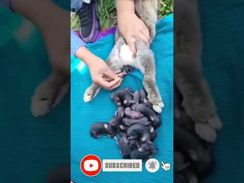 Cat giving Birth with Unlimited kittens #cat #tiktok #kitten #cutecat #cats #funnycats