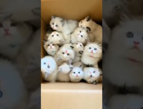 All the Happiness in one Box #shorts #cute #kittens #cat
