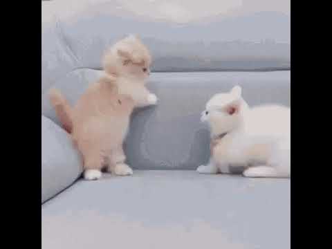 kitty fight #shorts #cute #viral #kittens (2)