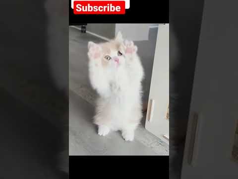 cute kittens cat video compilation #cats