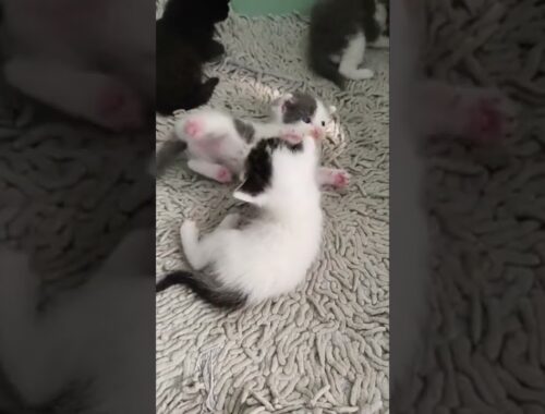 Cute kittens Video