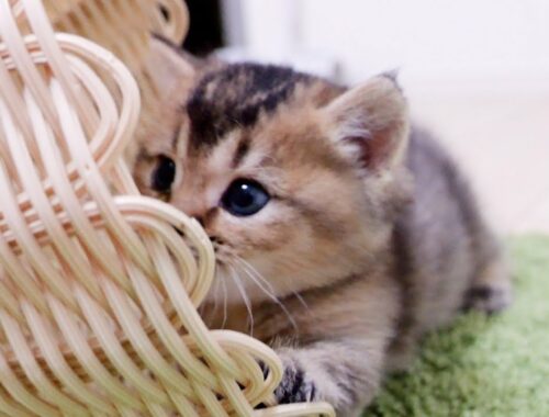 The kitten playing with the basket is too cute
