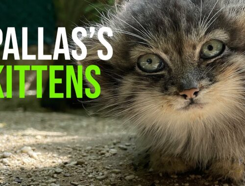 Rare Pallas’s Cat Kittens Make Their Debut In Time For International Cat Day