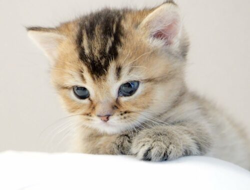 Pensive kitten Kiki on owner's back...