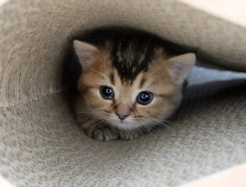 Kitten Kiki stopped coming out of hole because it was too hot...